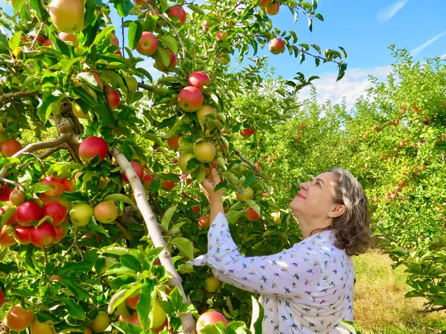 Melick's Town Farm - Oldwick Cider Mill & Orchard