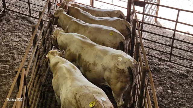 Emory Livestock Auction