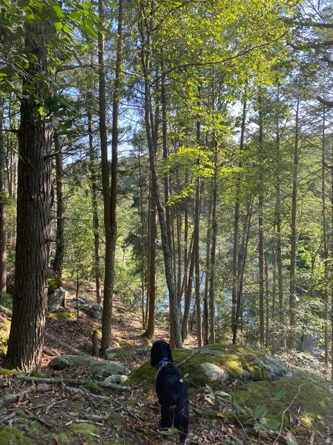 Forster Pond State Park