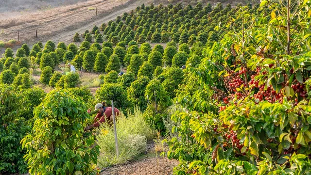 California Coffee Collective