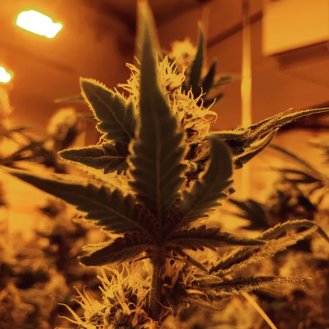 Lookout Tower - Cannabis Dispensary