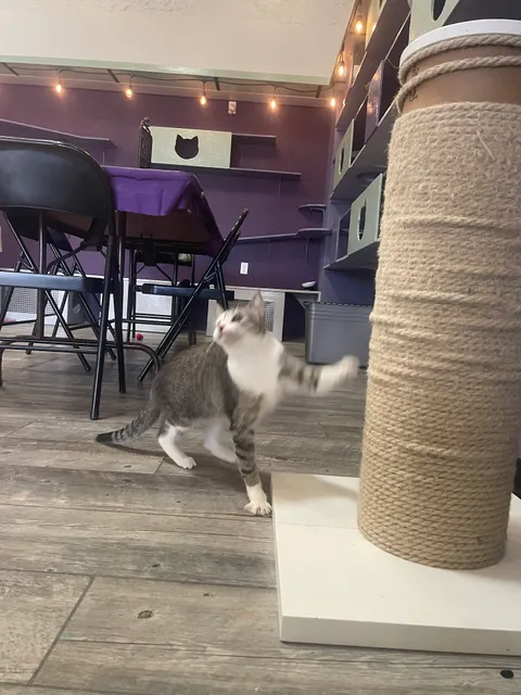 PHX Cat Cafe