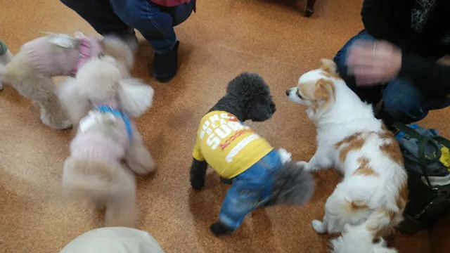 ドッグカフェ&グッズ プラスわん