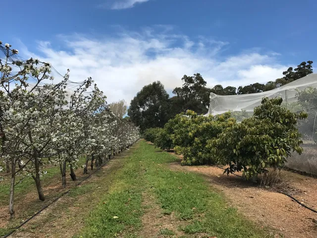 Carmel Cherry Farm