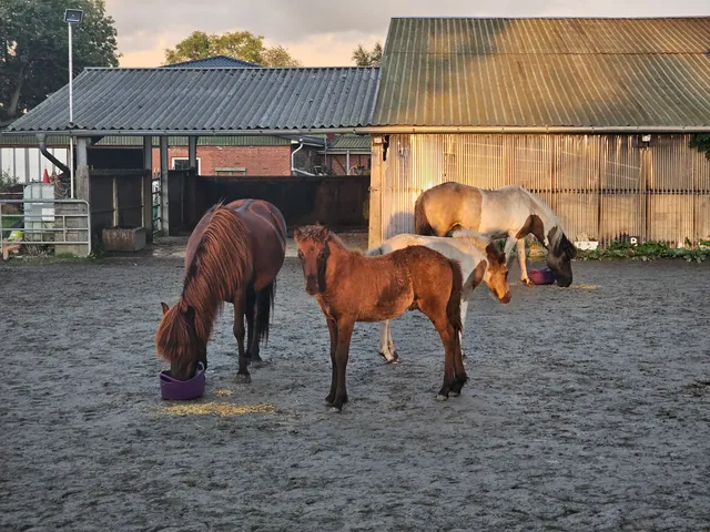 Islandpferde von der Holstenau