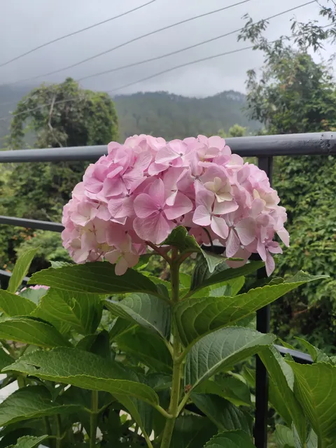 OYO Home 19286 Luxurious 3BHK