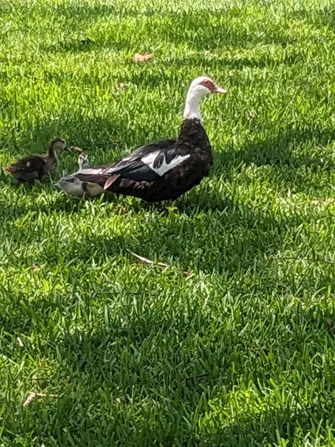 Windmill Ranch Estates