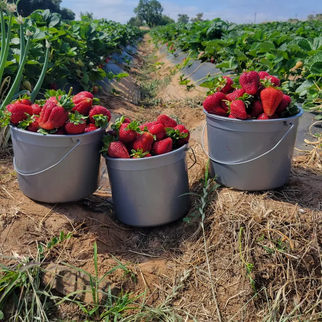 Florin Fresh Strawberry Farm
