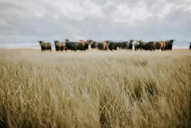 Stone Ranch Montana Wagyu