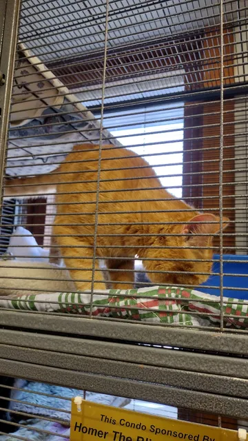 Humane Society Of Midland County