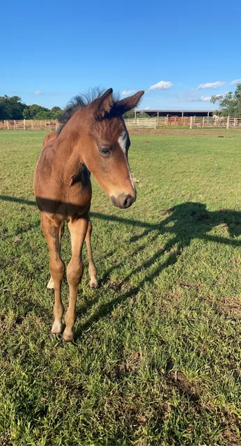 LNJ Ranch Equestrian