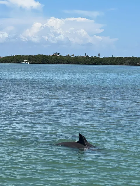 Dolphin Quest Eco Tours