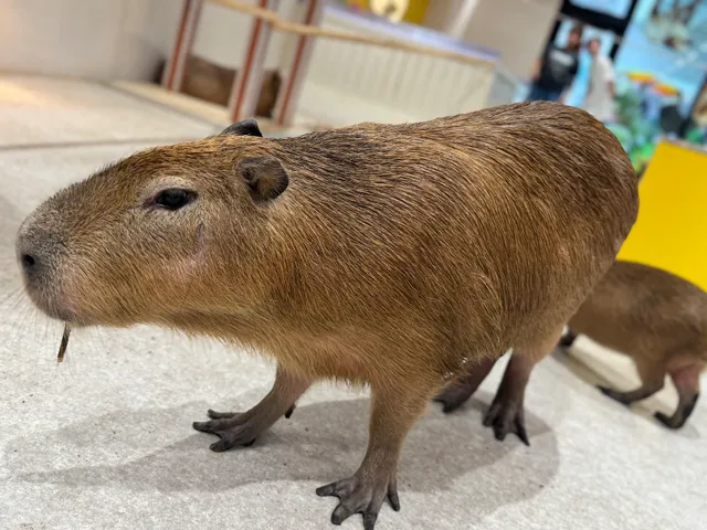 Animal Touch Tokyo Dome