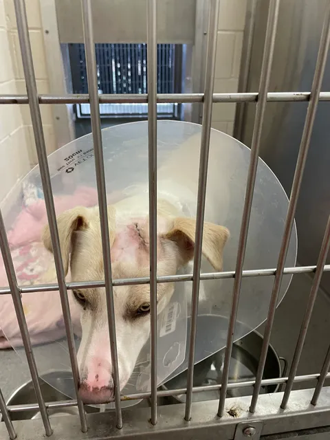 San Diego Humane Society's El Cajon Campus