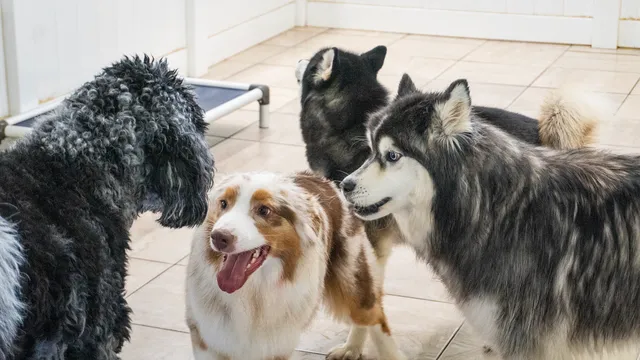 Hounds Town - Atlanta - Sandy Springs