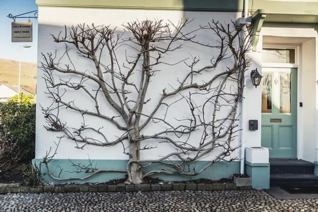 Llety Brynawel Guest House