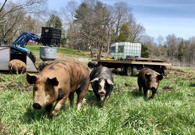 Codman Farm with Pete and Jen's Backyard Birds