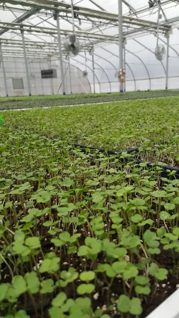 Farming Turtles, Inc