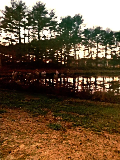 Holly Green Camping Grounds