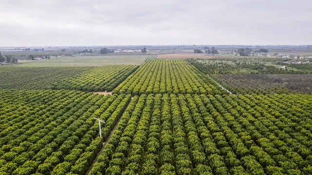 Bee Sweet Citrus Inc