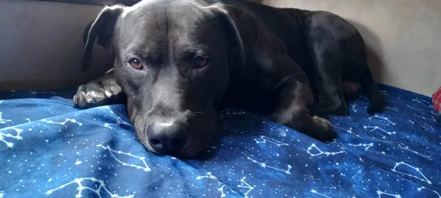 Big Hearts For Big Dogs Rescue