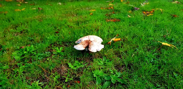 Université de Mont Saint Aignan