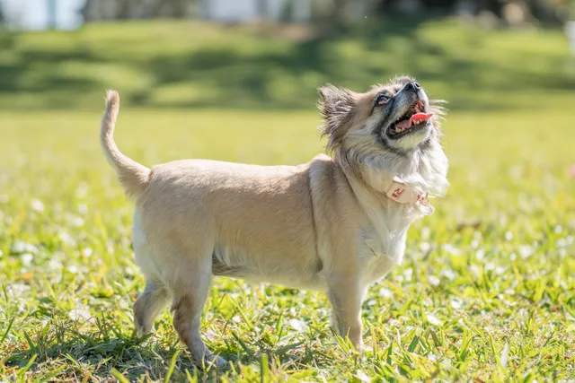 St Pete Beach Dog Park