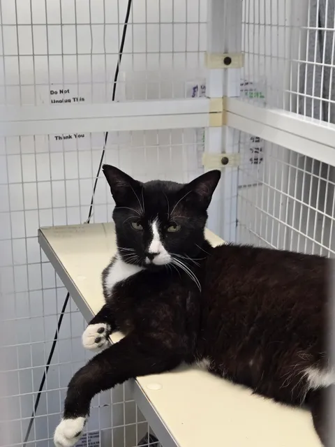 Sullivan County Humane Society