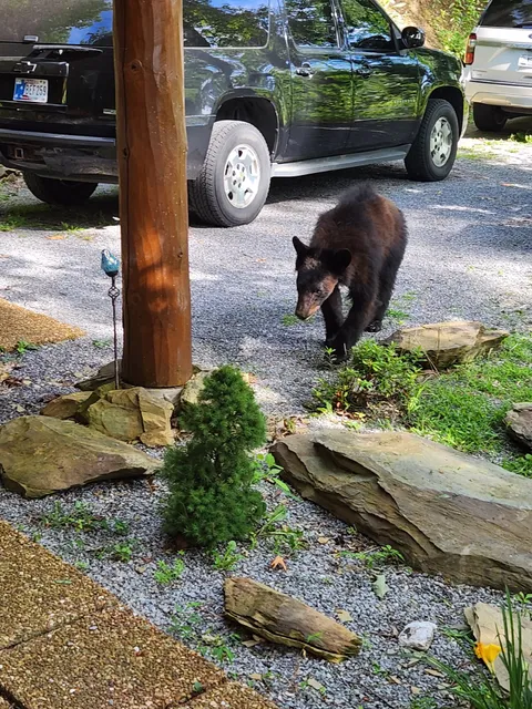 Smokey Mountain Dreamers