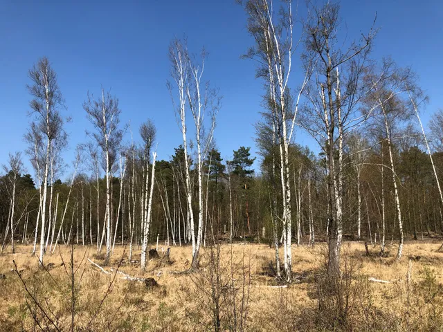 Teufelsseemoor Köpenick