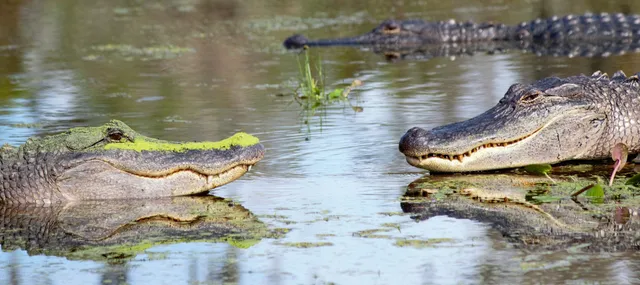 Cajun Country Swamp Tours
