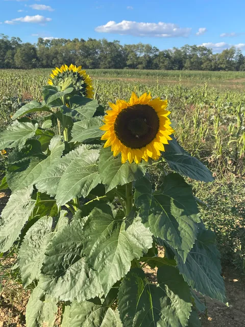 Kelemen Farmers Market