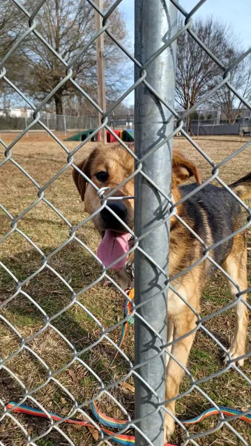 Greater Huntsville Humane Society