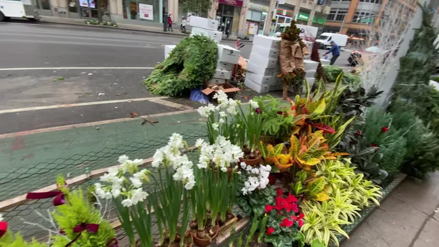 International Garden