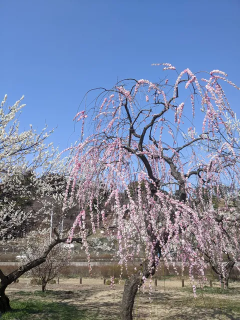 Kairakuen Front Gate