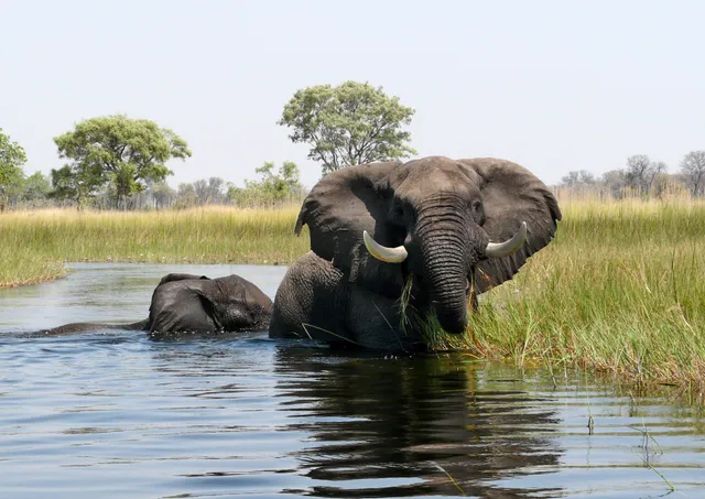 Africa Cœur Safaris