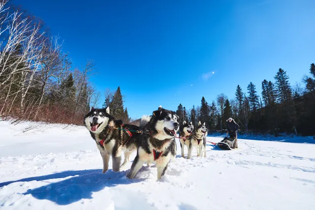 Between Dog And Wolf s.e.n.c.