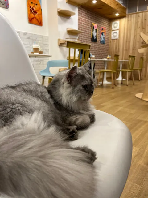 고양이카페 집사의하루 일산점