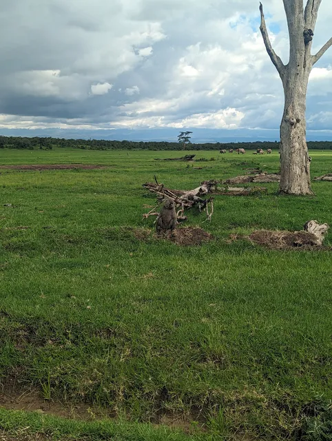 Rongai Gate - Ol Pejeta conservancy