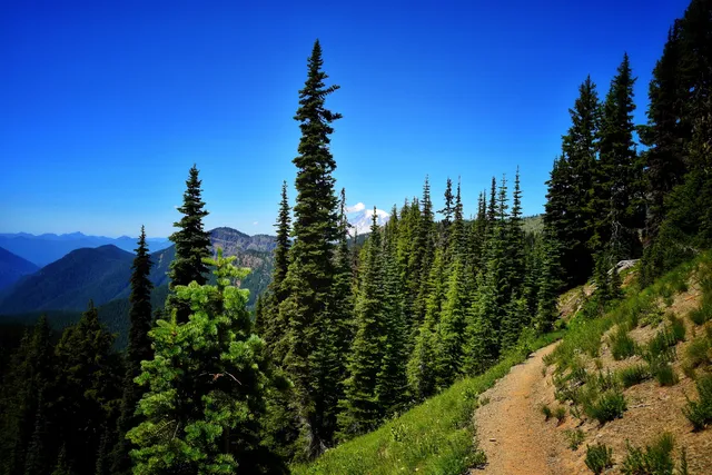 Gifford Pinchot National Forest