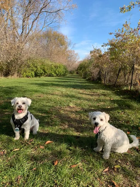 Canine Corners Dog Park - Olson Park