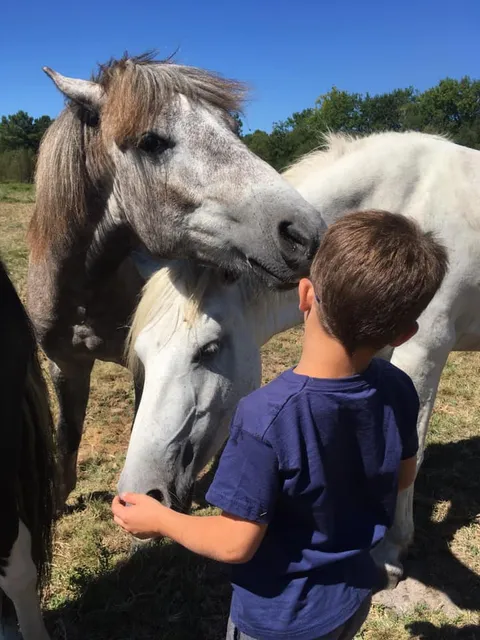 Pégase Harmony, Logements Insolites Et Structure Équestre