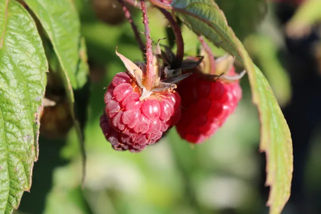 Maple Hills Orchard, LLC