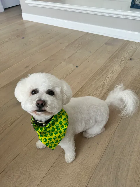 Ambers Luxury Pet Hotel And Spa