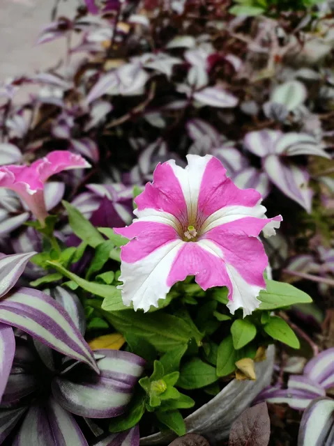 Eastern Plaza (Kalikapur, Squareland Park)