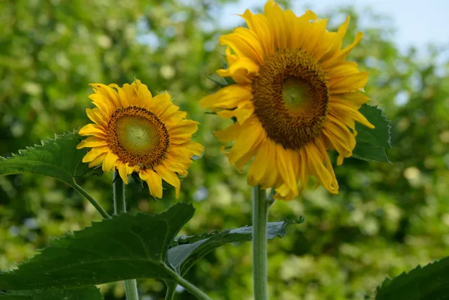 Oaks and Sprouts Limited