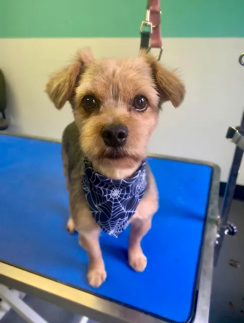 Canine Cottage Salem - Dog Daycare, Grooming, and Boarding