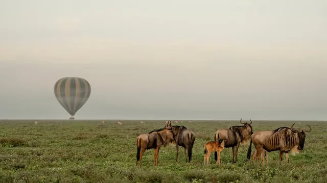 Asili Explorer Tanzania Safaris | The Best Luxury Safari Tours Company in Tanzania