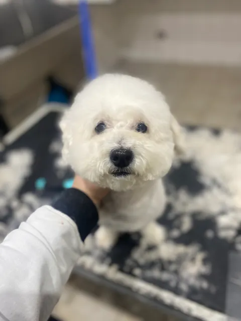 Moda x Coda - Toelettatura Napoli