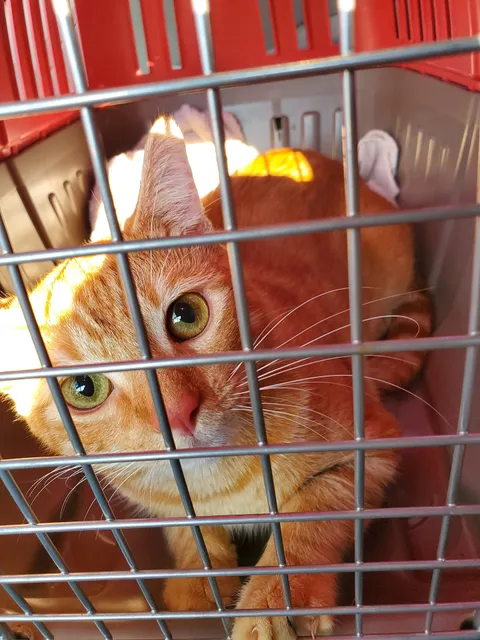 Humane Society of Catawba County